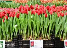 Tulipa Red Label ® (1)